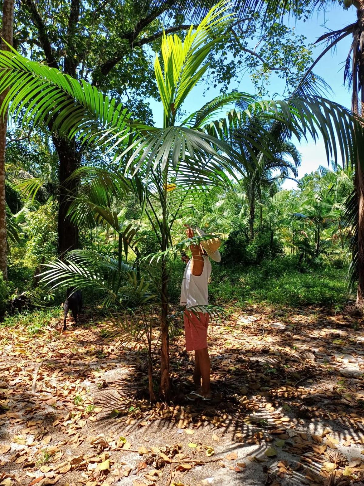 ホテル Eco Sitio O Labirinto Do Fauno モスケイロ エクステリア 写真