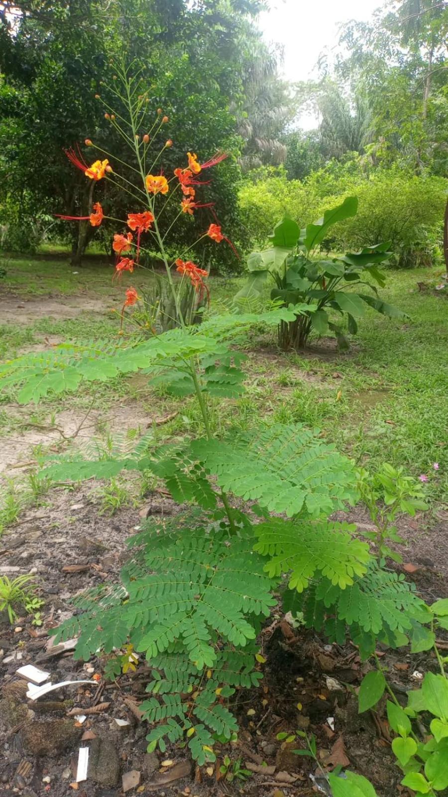ホテル Eco Sitio O Labirinto Do Fauno モスケイロ エクステリア 写真