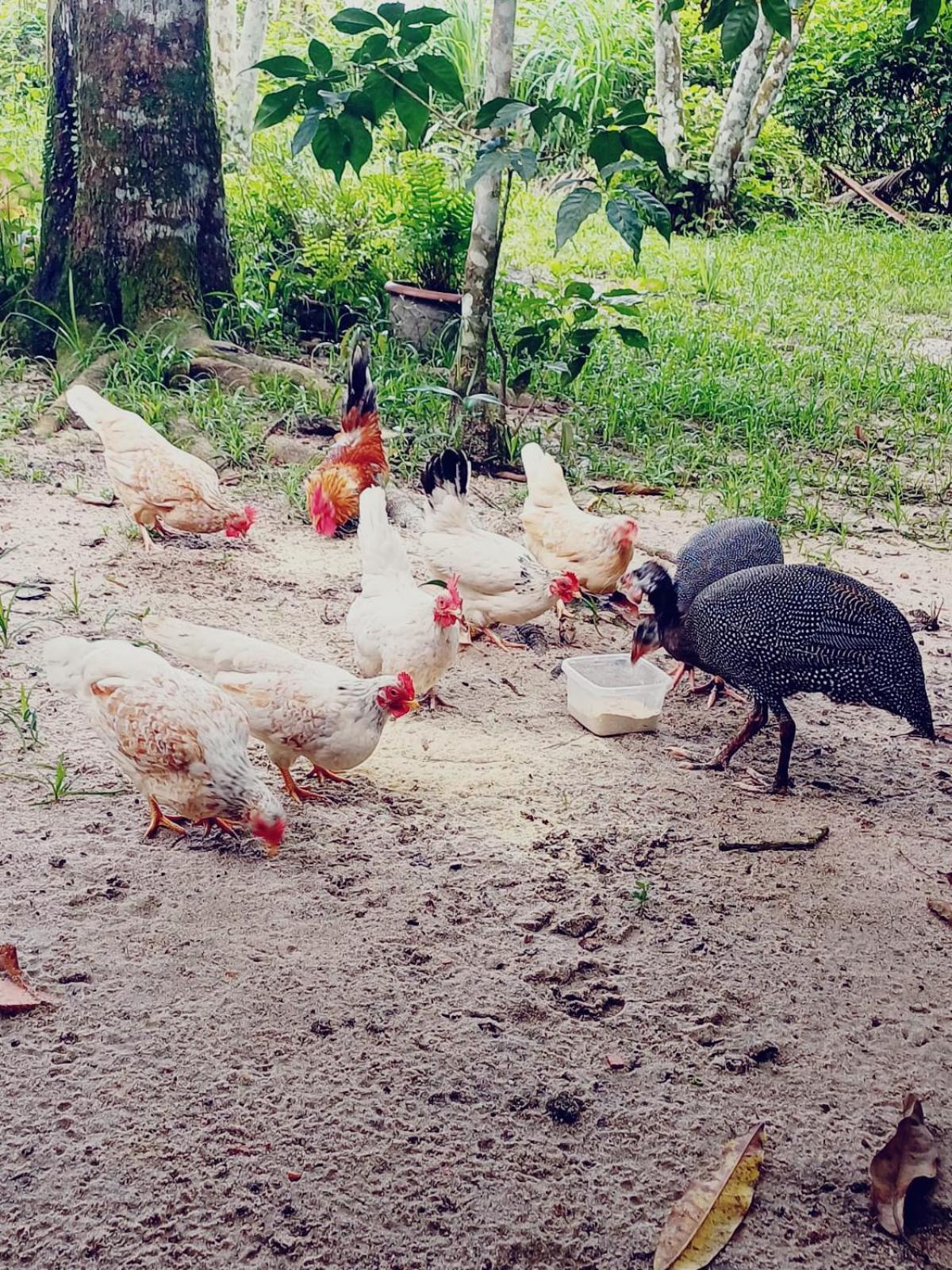 ホテル Eco Sitio O Labirinto Do Fauno モスケイロ エクステリア 写真