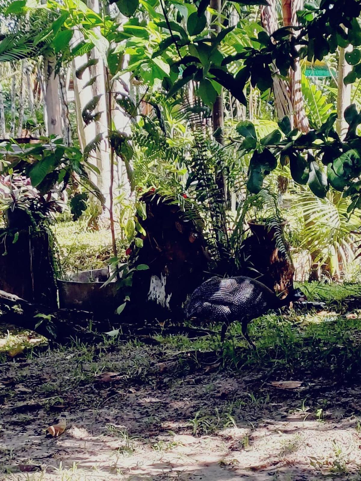 ホテル Eco Sitio O Labirinto Do Fauno モスケイロ エクステリア 写真