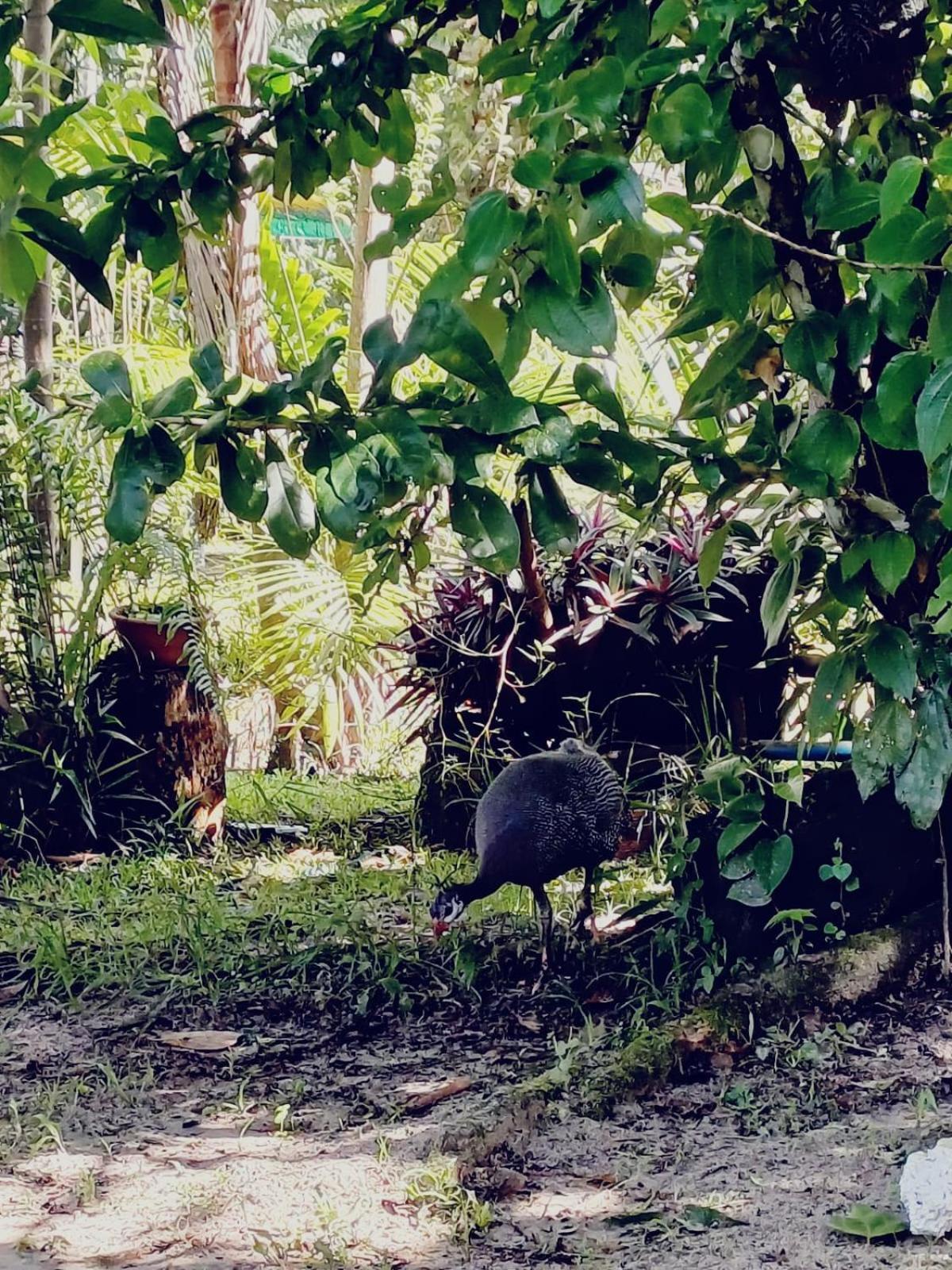 ホテル Eco Sitio O Labirinto Do Fauno モスケイロ エクステリア 写真