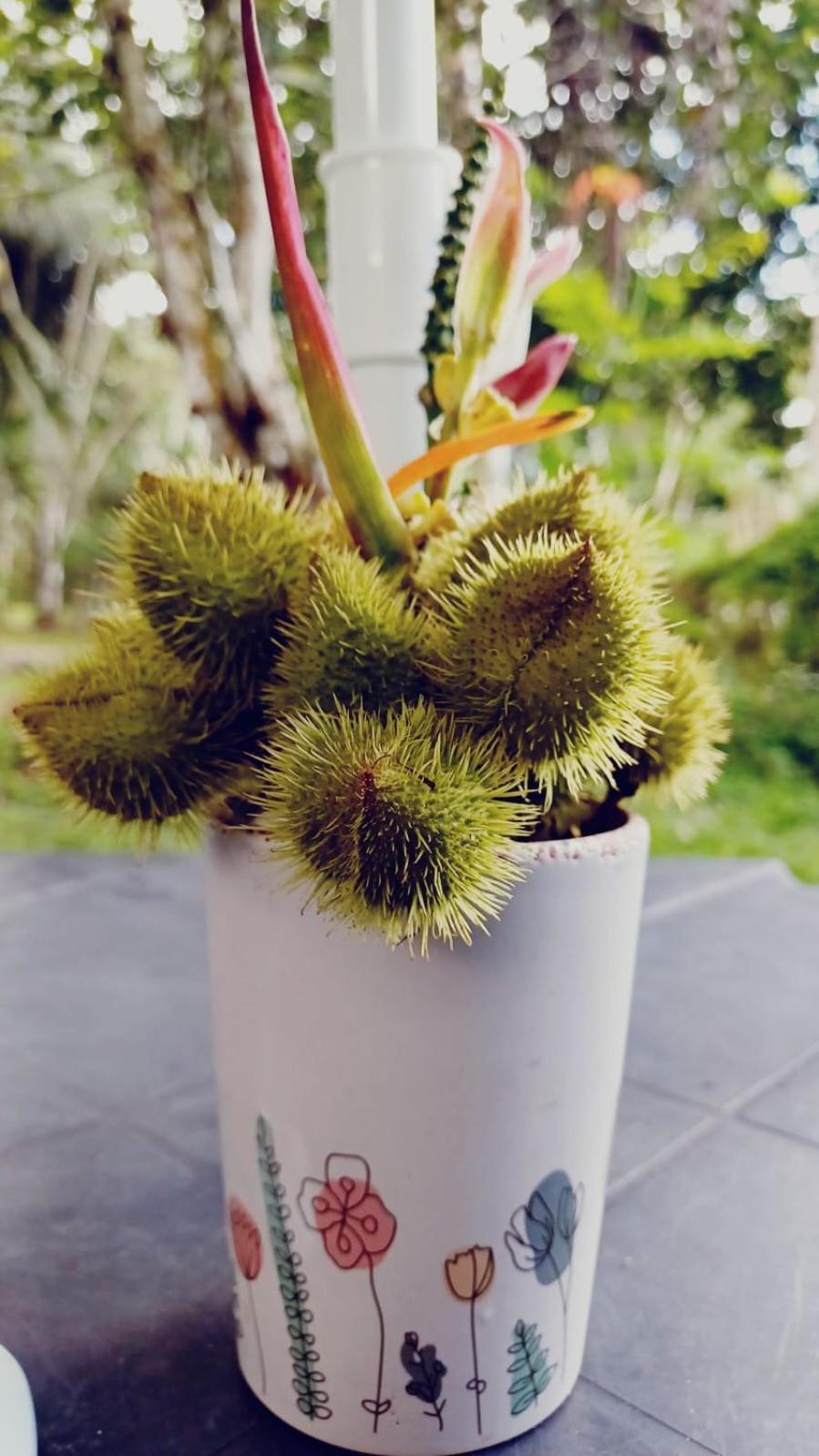 ホテル Eco Sitio O Labirinto Do Fauno モスケイロ エクステリア 写真